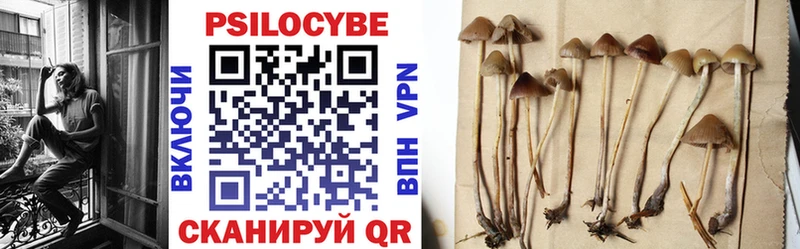 где можно купить   Пионерский  Псилоцибиновые грибы мицелий 